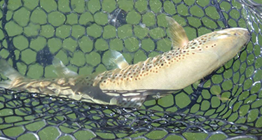 Wondering Where to Fish with the Forest Closed? Chris Leonard has your Back! 5 Fish in net