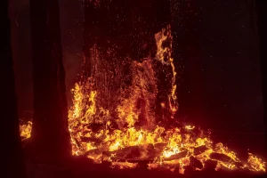Tulare County Issues New Evacuations for Windy Fire: 9-24-21 2 b8759368 31dc 48bb aec1 f72769aa54a0 0920 FIRW Windy 2561