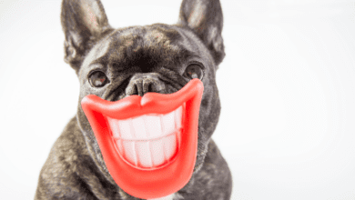 Eastern Sierra Dog Rescue