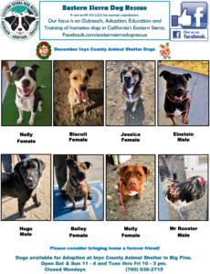 Dog poster shortfall212pub 1