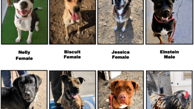 Check out all the amazing dogs...and a rooster, at the Big Pine Animal Shelter 14 Dog poster shortfall212pub 1