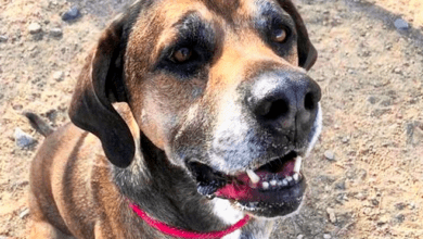 Furry Friend of the Week: Meet Jesse! 12 Screen Shot 2021 12 15 at 10.13.21 AM e1639633352998