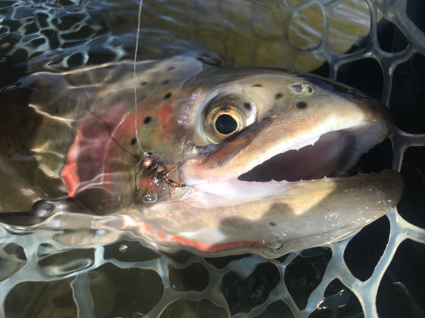 Sierra Bright Dot Fly Fishing Report – May 20, 2022 5 Screen Shot 2022 05 20 at 2.54.31 PM