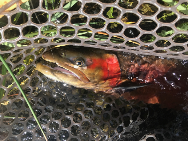 Sierra Bright Dot Fly Fishing Report - May 27, 2022 15 Screen Shot 2022 05 27 at 8.49.38 AM