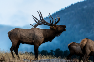 Big Game Tags Have Been Drawn! 1 7ba85e61 d3d0 4992 9d12 3c5d8f2d98f5