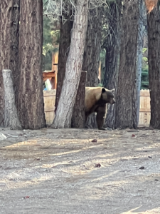 Mammoth Lakes PD Bear Beat: July 1-26, 2022 2 bear 1