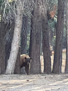 Mammoth Lakes PD Bear Beat: July 1-26, 2022 1 bear 2