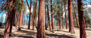Mammoth Lakes Chamber of Commerce: Your Weekly News - August 1, 2022 8 unnamedforest