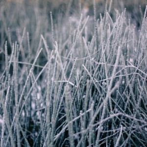 Mammoth Lakes Weekly Chamber News - December 19, 2022 14 unnamedsbaloan