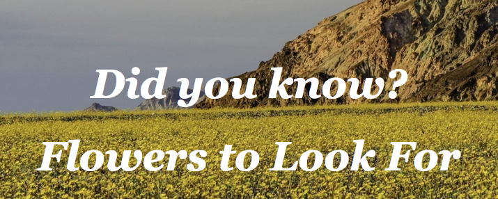 Did you know? Flowers to Look For 3 Screen Shot 2023 03 30 at 10.43.35 AM