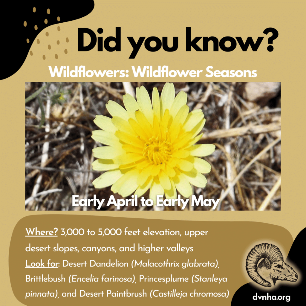Did You Know? Wildflowers in the Death Valley Area 3 unnamedaprmay