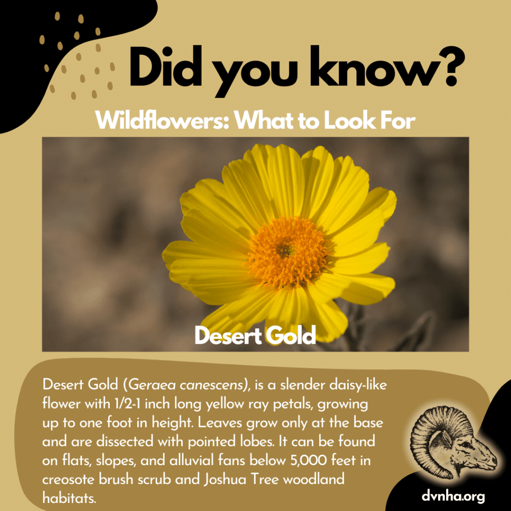 Did you know? Flowers to Look For 2 unnameddesertgold