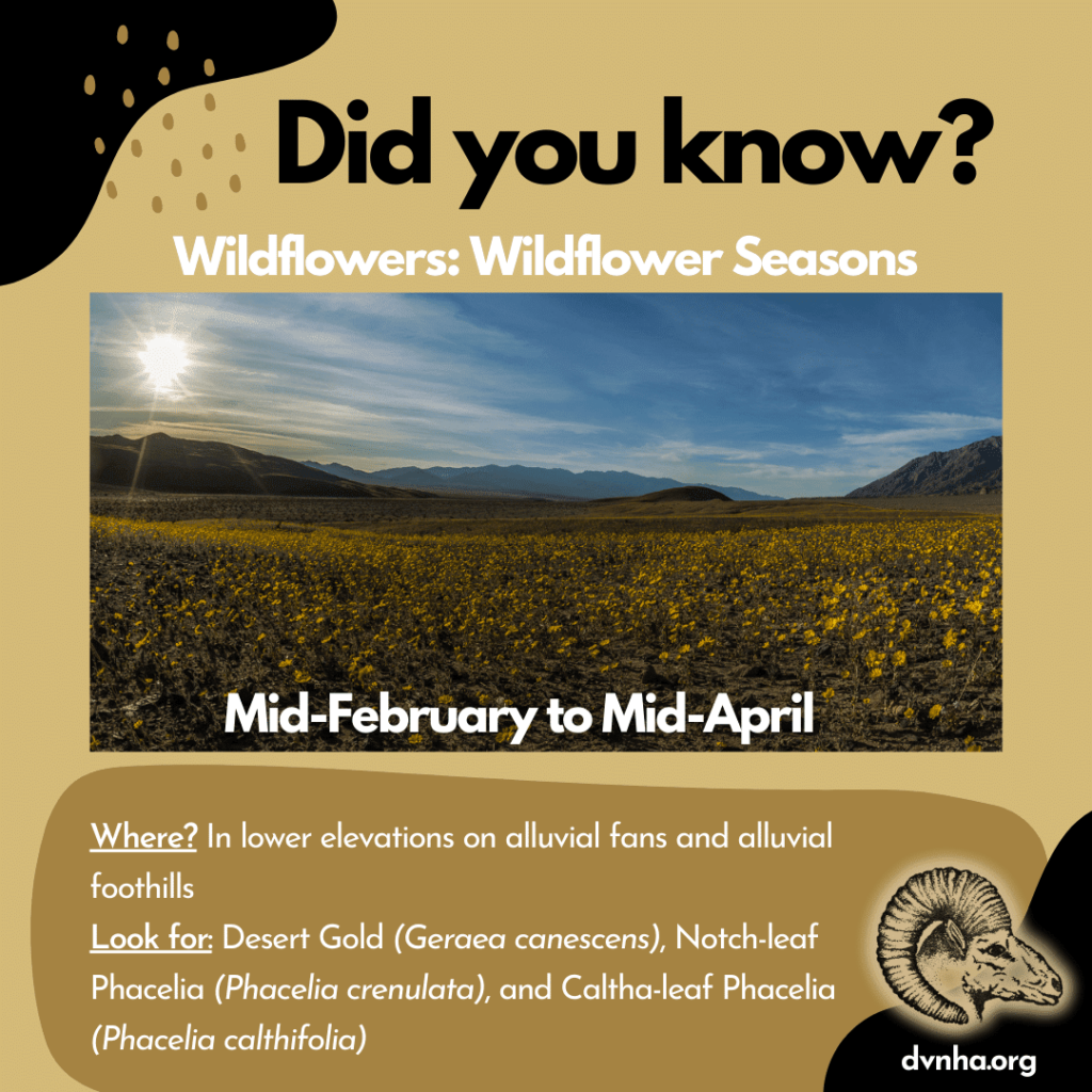 Did You Know? Wildflowers in the Death Valley Area 2 unnamedfebapr