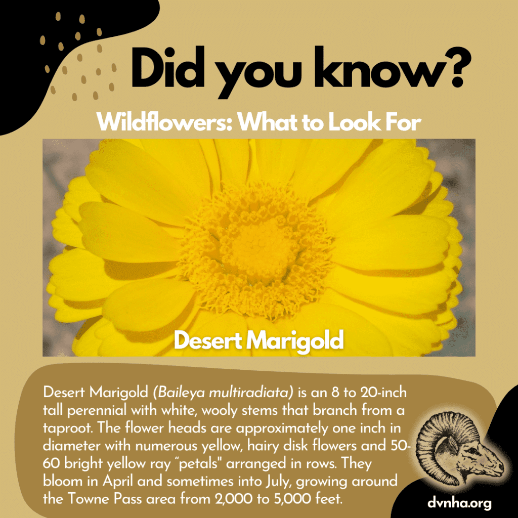 Did you know? Flowers to Look For 3 unnamedmarigold