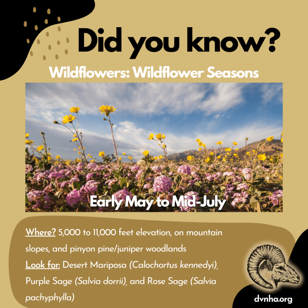 Did You Know? Wildflowers in the Death Valley Area 4 unnamedmayjuly