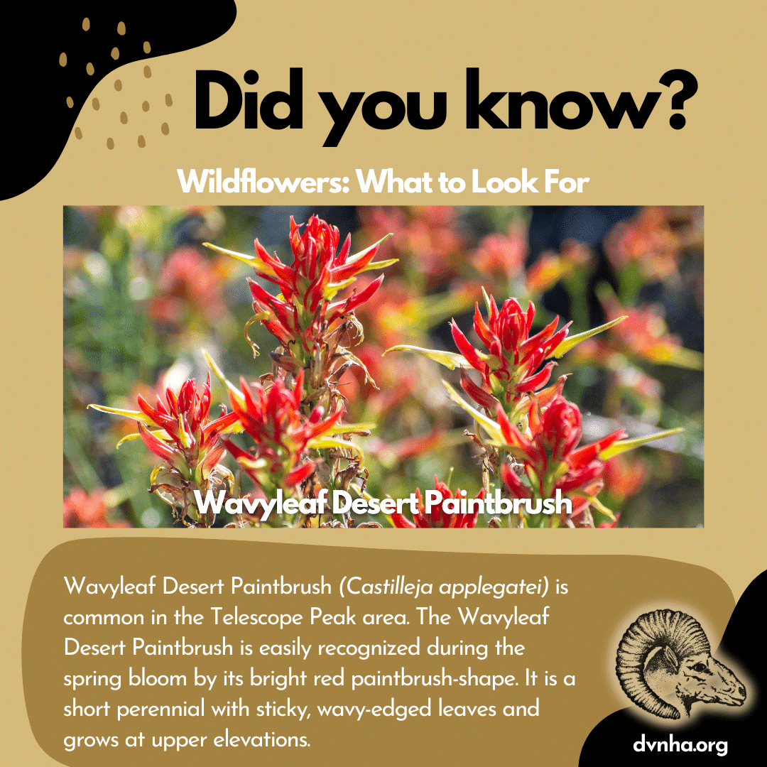 Did you know? Flowers to Look For 4 unnamedpaintbrush