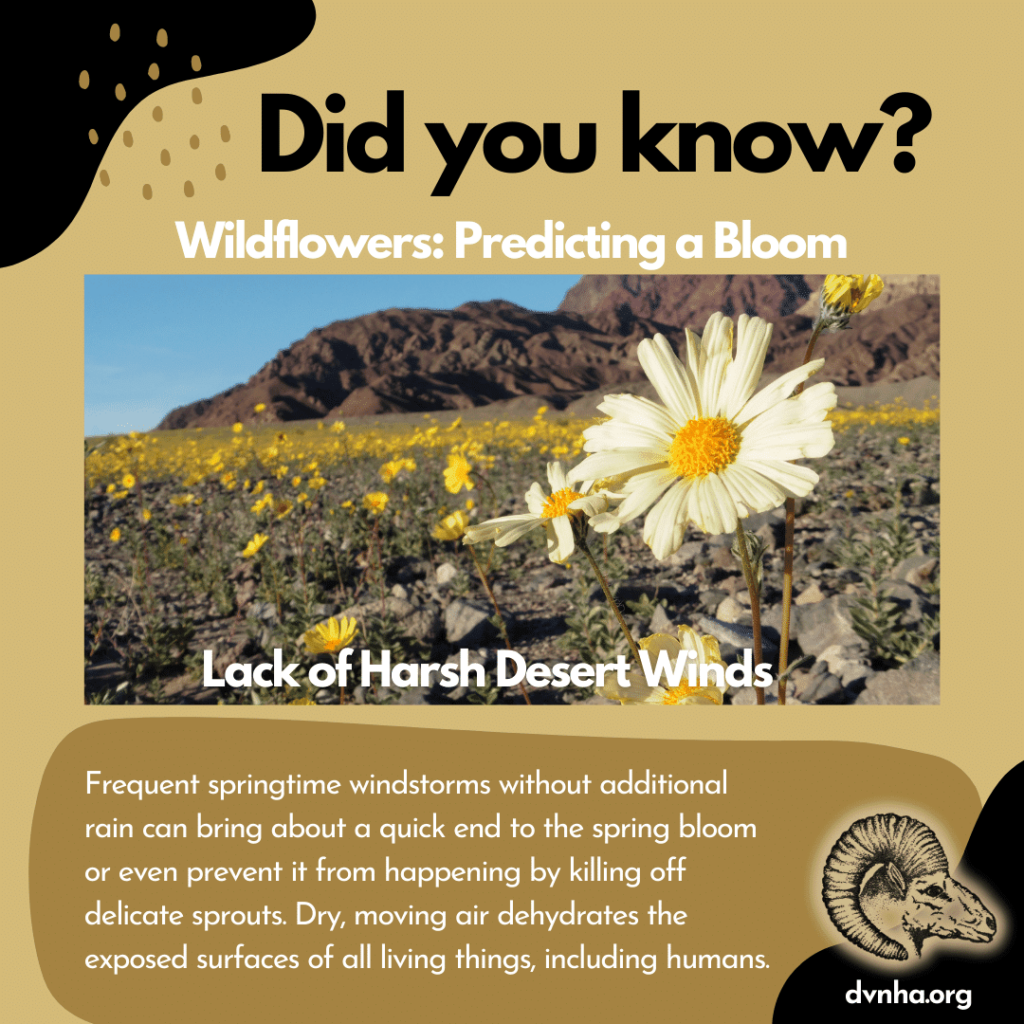 Did you know? Spring Blooms 4 unnamedwind