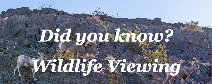 Did you know? Wildlife Viewing 6 Screen Shot 2023 04 11 at 12.00.24 PM
