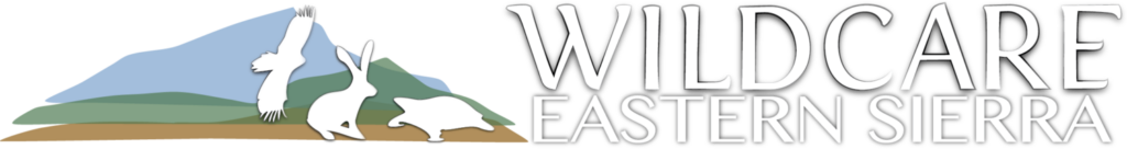Wildcare header e1691171563934