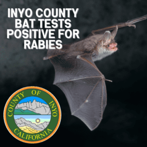 Inyo County Bat Tests Positive for Rabies