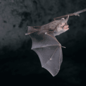 Bat rabies