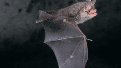 Bat rabies