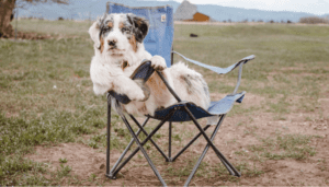 unnameddog