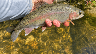golden trout guiding eastern sierra fly fishing report