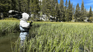 golden trout guiding