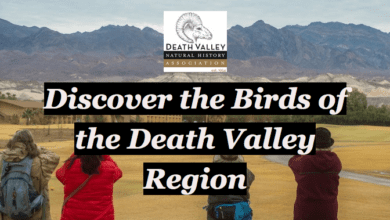 death valley birds