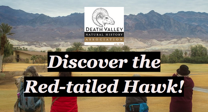 Discover the Fascinating Red-tailed Hawk! 1 red-tailed hawk