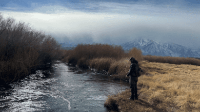 golden trout guiding eastern sierra fly fishing