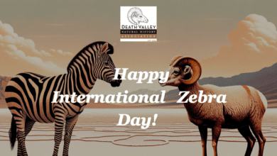 Happy International Zebra Day from Death Valley Natural History Association! 5 international zebra day