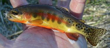 Golden Trout Guiding Co. - 2024 Golden Trout Trip 4 golden trout guiding