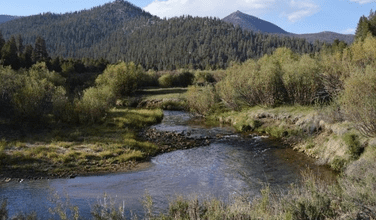 golden trout guiding