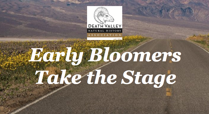 Death Valley Bloom Watch 1 death valley bloom watch