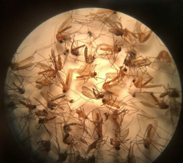 mosquitoes