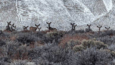 eastern sierra land trust mule deer