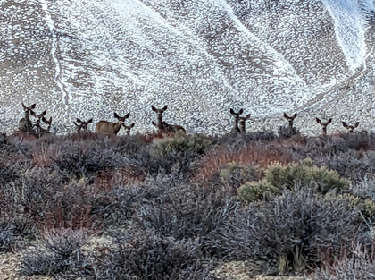 Facing a Downward Trend, Round Valley Mule Deer Get Boost from Public Support at Eastern Sierra Land Trust Field Trip 3 eastern sierra land trust mule deer