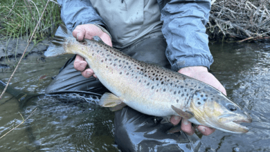golden trout guiding co