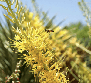 pollinator