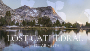 nectar moth lost cathedral