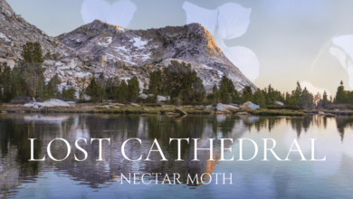 nectar moth lost cathedral