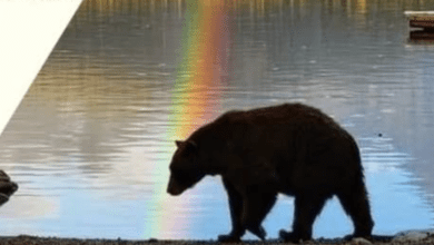 victor bear