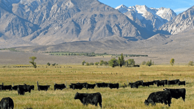 round valley round-up