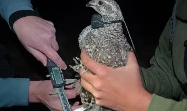 sierra forever sage grouse