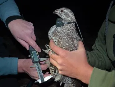 sierra forever sage grouse