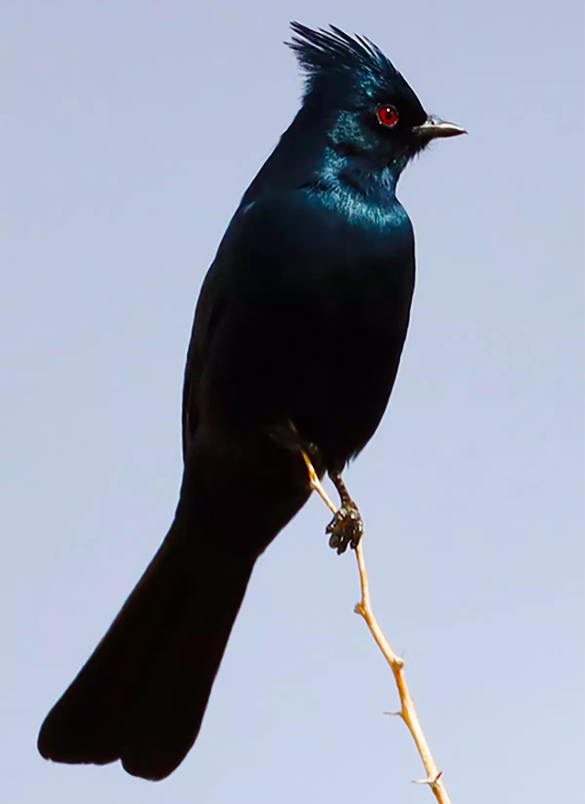 Death Valley Natural History Association January e-Newsletter 6 death valley