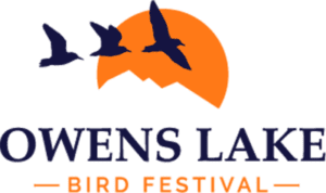 Sneak Peak at the Owens Lake Bird Festival 2 owens lake bird festival friends of the inyo