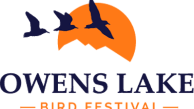 owens lake bird festival friends of the inyo